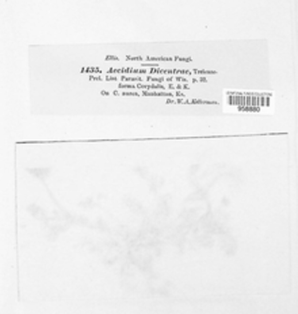Aplopsora dicentrae image